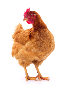 poules pondeuses