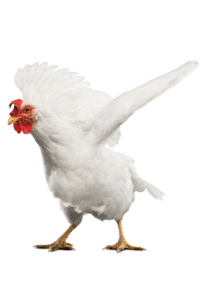 poulet de chair