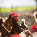 Canicule : les leviers à mettre en place en élevage de poules pondeuses