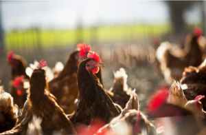 poules pondeuses